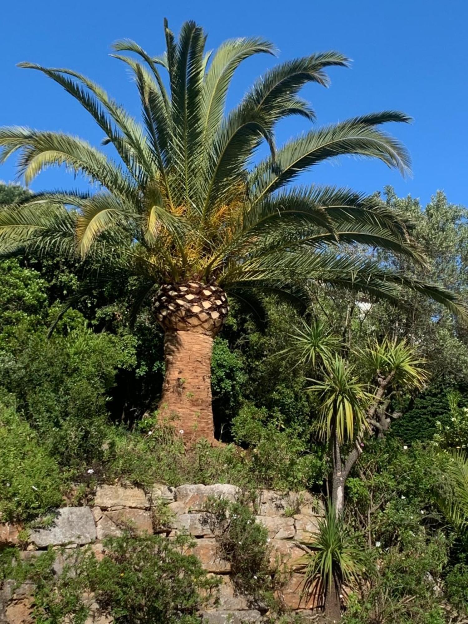 Paradis Provencal Sainte-Maxime Eksteriør billede